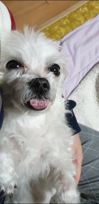 강아지,몰티즈,말티즈,혓바닥,하얀털
