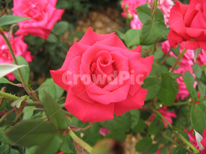 꽃,장미,장미꽃,레드장미,로즈,5월장미,빨강장미,flower,rose,식물,접사,비와장미,이슬,레드꽃,활짝핀꽃