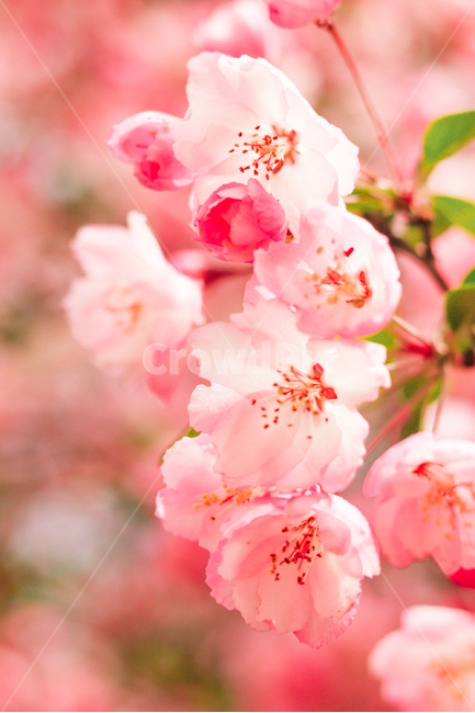 벚꽃,꽃,봄,4월,분홍색,핑크색,핑크,봄,계절,spring,season,식물,자연,plants,nature,꽃,flower,색깔,색상,색채,색감,color sense,color sensitivity,feeling of color,plant
