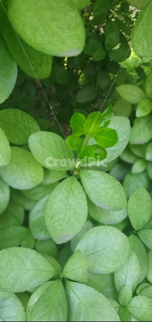 잎사귀,애기잎,잎,식물,leaf,식물,자연,plants,nature