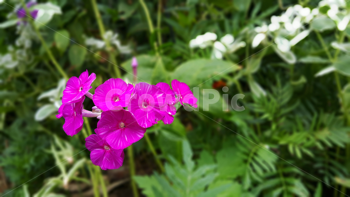 꽃,야생화,화단,컬러,flowers