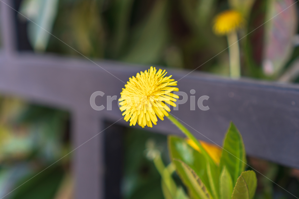 spring flowers,spring,nature,plant,flower,dandelion