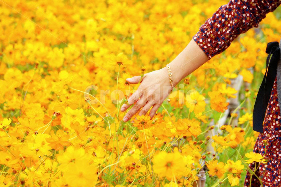 가을,황화코스모스,가을향기,감성,장성,가을,계절,fall,autumn,season,식물,자연,plants,nature,꽃,flower,사람,인물,인간,human,person,신체일부,몸,body,여성,여자,woman,female,lady,field,들,outdoors,옥외,grassland,목초지,petal,꽃잎,plant,blossom