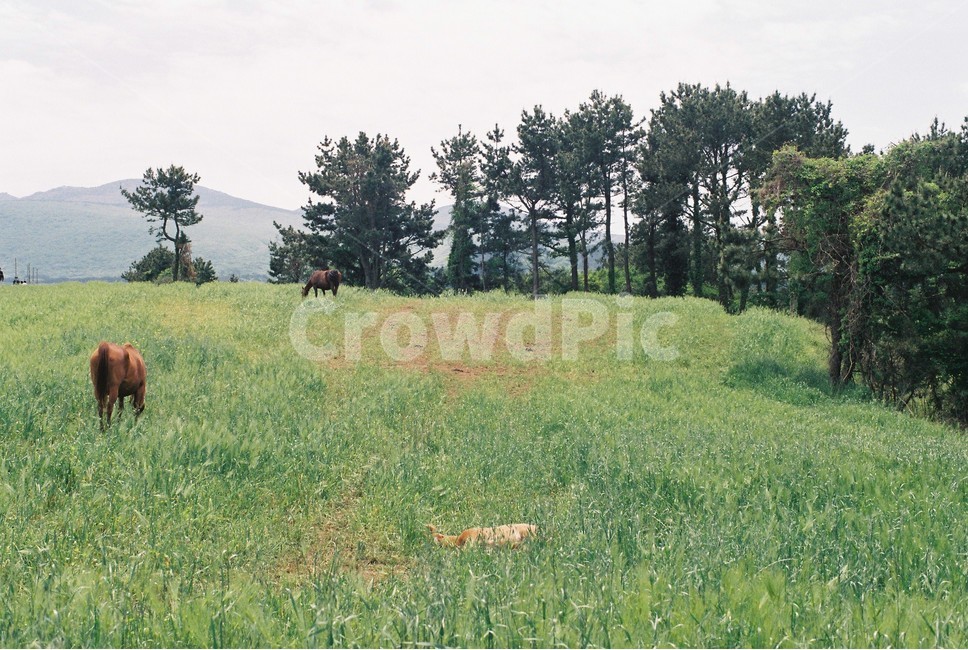 필름사진,제주,자연,청보리밭,동물,낮잠,필름,동물,animal,포유류,mammal