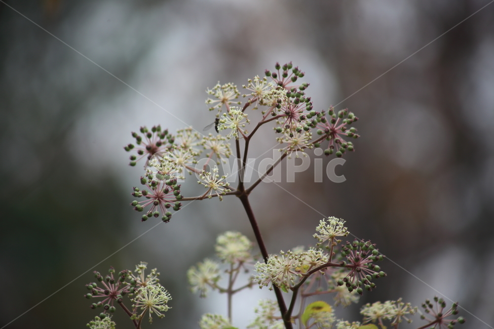 씨앗,종자,번식,식물,seed,식물,자연,plants,nature,과일,열매,fruit