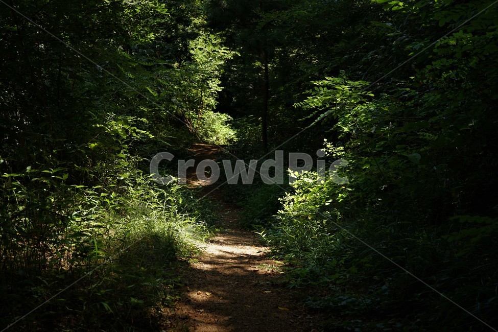 숲,자락길,나무,초록,신록,자연,woods,nature,green,cool,summer,walkaway,힐링,휴식,시원함,고요함,healing,relaxation,calm,forestbathing,freshness,배경,고요,배경화면,숲배경자연환경,배경사진,자연,풍경,nature,landscape,ground,바닥,dirt road,흙길,gravel,자갈,road,도로,path,통로,plant,식물,tree