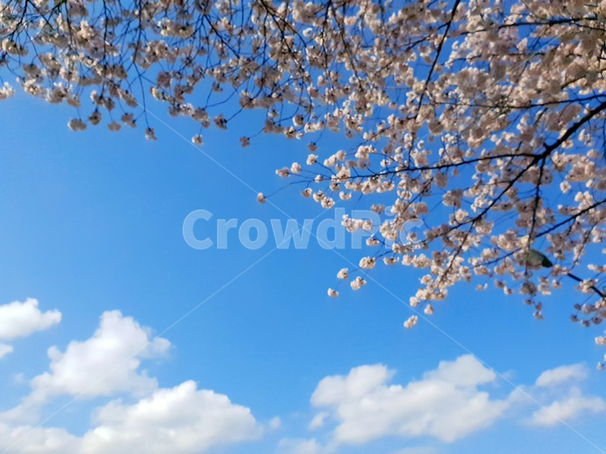 벚꽃,꽃,식물,cherryblossom,flower,blossom,plant,봄,자연,하늘,구름