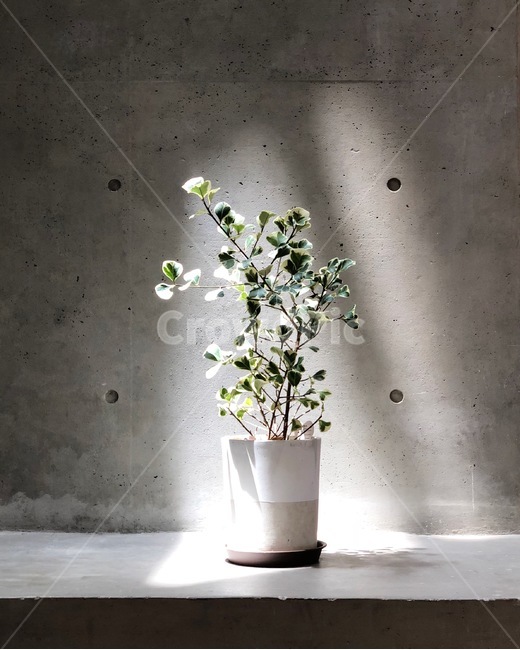 빛,꽃,화분,예쁜,빛나는,아름다운,성스러운,실내용화초,화분,화초,house plant