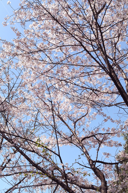 벚꽃,꽃,나무,하늘,식물,봄,계절,식물,자연,plants,nature,꽃,flower