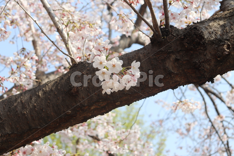 벚꽃,나무,봄,하늘,꽃,봄,계절,spring,season,꽃,flower,plant,식물,blossom