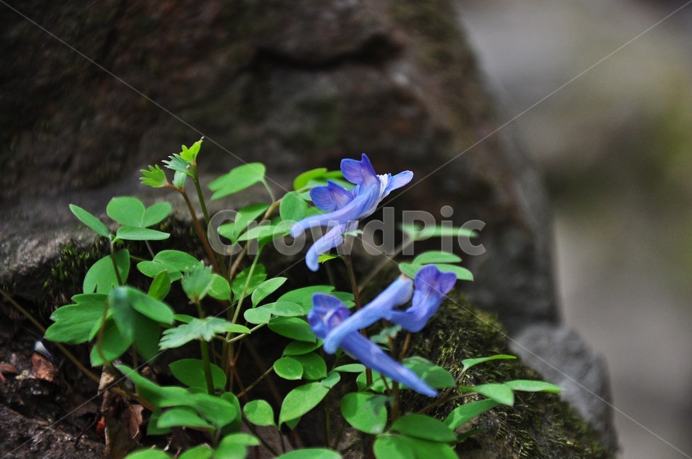 현호색,보라색,봄꽃,꽃,봄,계절,plant,식물,flower,blossom,야생화,들꽃,산꽃