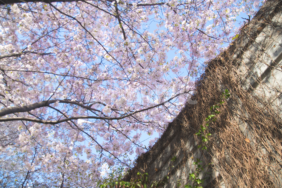 벚꽃,하늘,계절,봄,꽃,봄,계절,spring,season,식물,자연,plants,nature,꽃,flower,plant