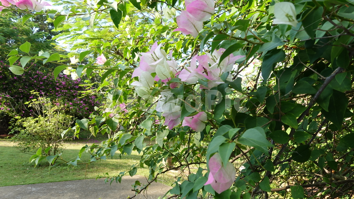 시장,market,plant,식물,꽃,flower,blossom