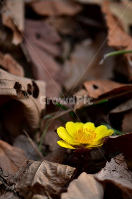 Sunbok aster,hellebore,yellow,astral zinnia,spring,healing,ecology,plants,grass,season,February,flowers,seasons,Flower,nature,tree,woody,flower,herbaceous,2018,wildflowers,mountain flowers,emotion,background,busan,wild flowers,Bokboksae,wild,Ice bird flow