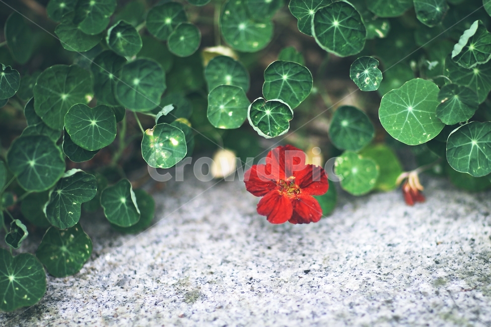 야생화,식물,color,정물사진,objet,식물,자연,plants,nature,꽃,flower,색깔,색상,색채,색감,color sense,color sensitivity,feeling of color