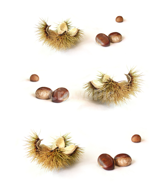 화이트,하얀색,흰색,갈색,브라운,밤송이,밤,클로즈업,가을,열매,음식,자연,뾰족한,가시,알밤,흰배경,그림자,녹색,그린,식물,빈,비어있는,food,plant,grain,nut,음식,식재료,요리,food,cook,meal,dishes,food reserves,콩류,견과류,beans,pulse,nuts,dry fruits