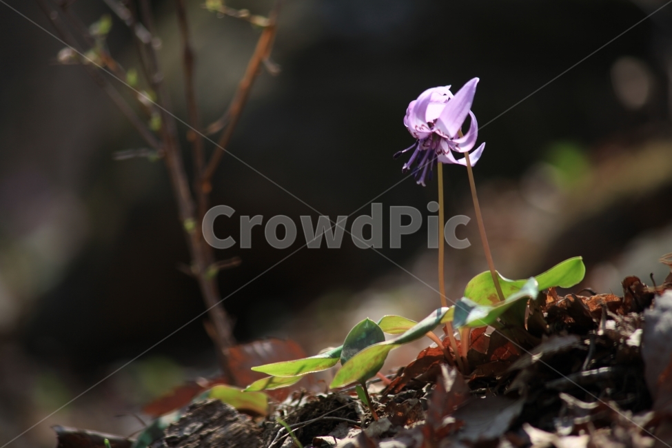 얼레지꽃,엘레지,깊은산속얼레지꽃,희망,꿈,식물,자연,plants,nature,꽃,flower
