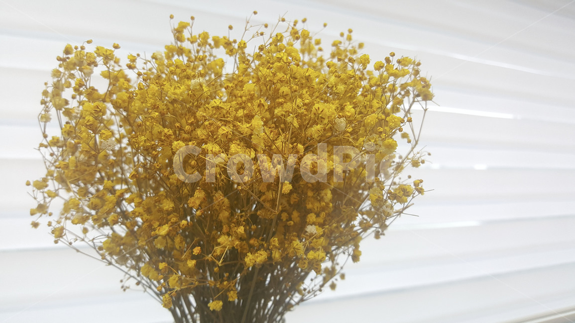 plant,식물,blossom,flower,꽃,드라이플라워,안개꽃,babysbreath,dryflower