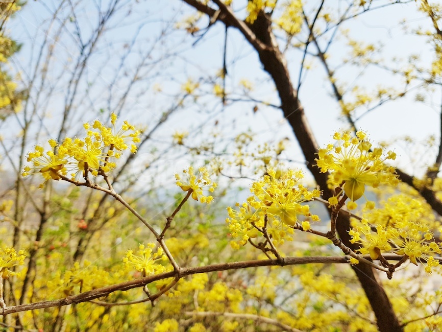산수유,산수유꽃,봄꽃,봄,봄날,봄풍경,꽃,파란하늘,봄,계절,spring,season,식물,자연,plants,nature,꽃,flower,plant