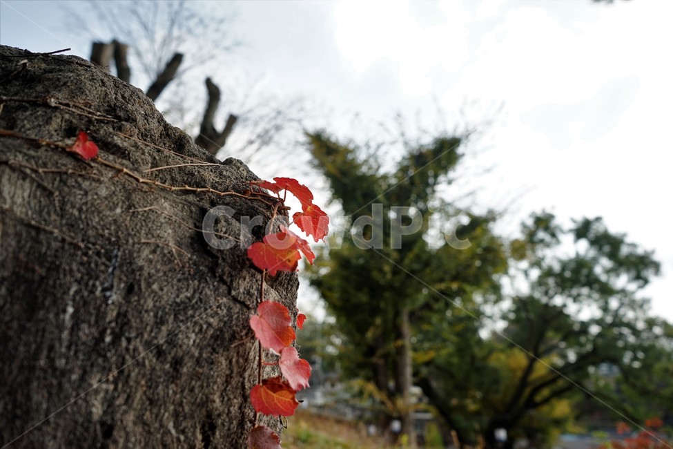 바위,담장이,화강암,granite,가을,단풍,가을,계절,fall,autumn,season,식물,자연,plants,nature,plant,leaf,잎,tree,나무