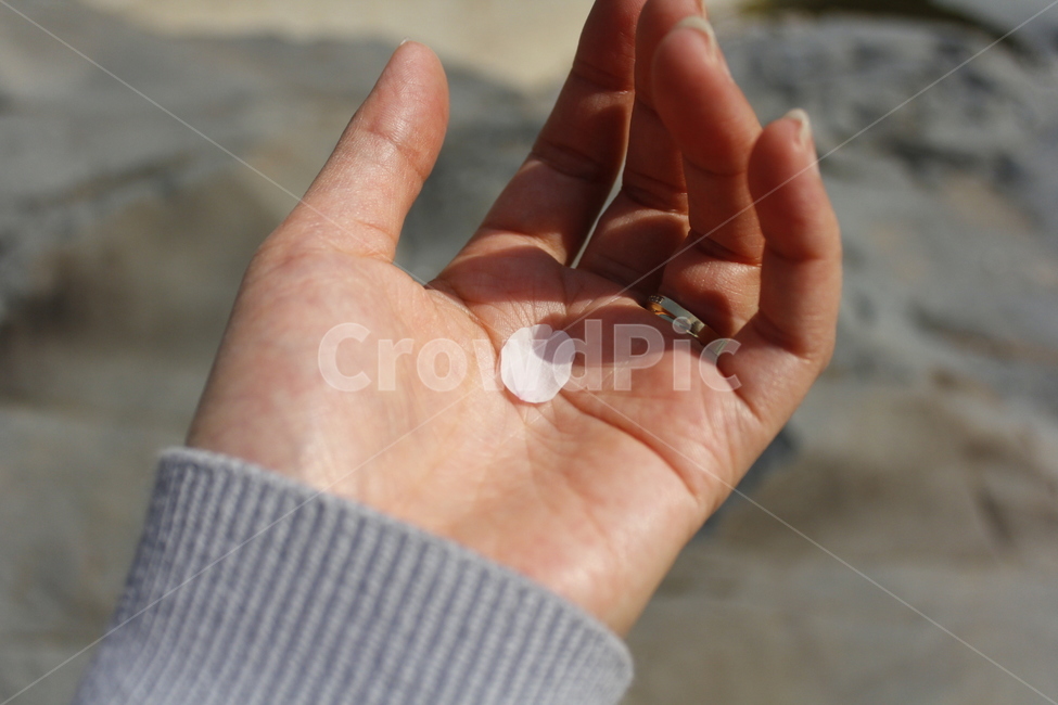 벚꽃,벚꽃엔딩,벚꽃잎,손바닥,여자손,반지,cherryblossome,hands,ring,spring,봄