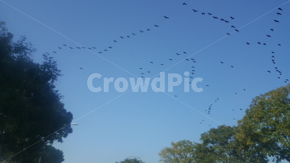 하늘,새,기러기,조류,철새,동물,animal,조류,새,birds