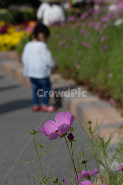 가을꽃,화단,계절,화분,geranium,human,plant,flower,인간,person,사람,제라늄,꽃,코스모스,식물,자연,plants,nature,꽃,flower