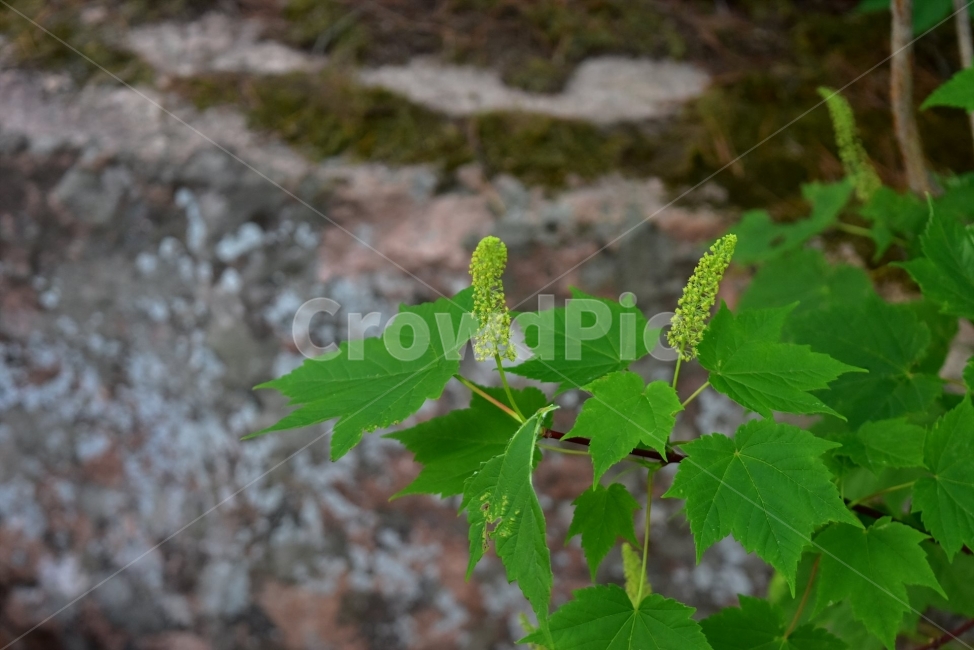 부게꽃나무,야생화,꽃,생태,식물,자연,들꽃,산꽃,봄,감성,힐링,플라워,계절,시즌,wild,Flower,plants,nature,spring,season,배경,나무,목본,연노란색,식물,자연,plants,nature,꽃,flower