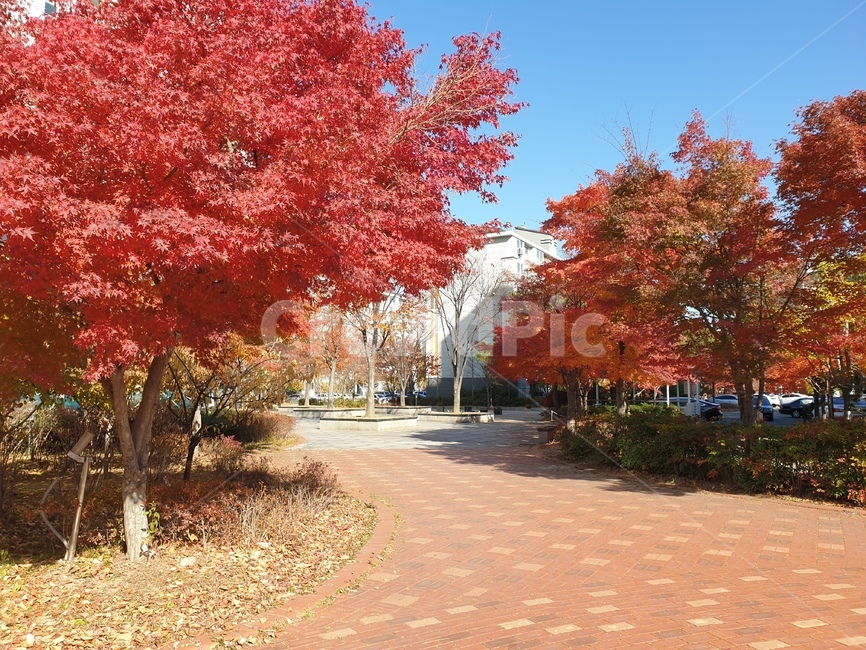 가을,단풍,빨강,길,낙엽,나무,식물,tree,plant,maple,가을,계절,fall,autumn,season