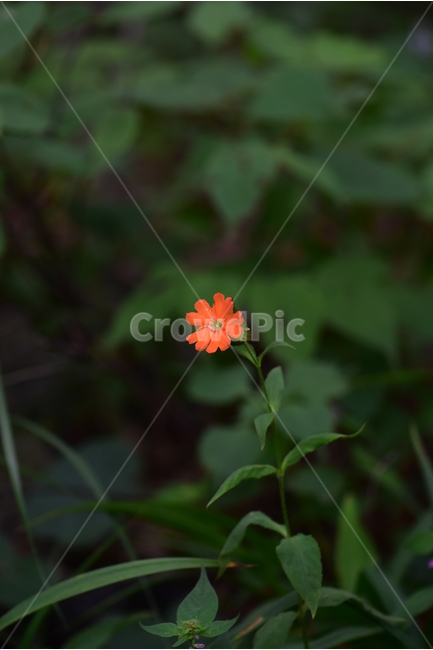 동자꽃,야생화,식물,자연,꽃,생태,힐링,플라워,wildflower,flower,plants,nature,season,감성,느낌,emotion,feeling,여름,오렌지색,여러해살이풀,석죽과,동자꽃속,식물,자연,plants,nature,꽃,flower