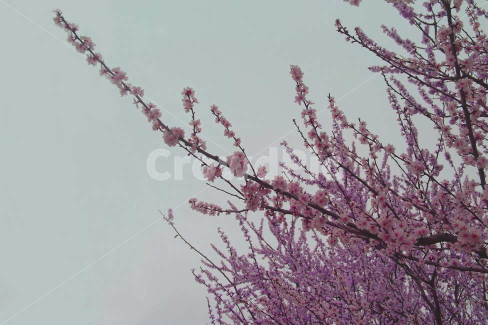 blossom,꽃,flower,벚꽃,꽃길,plant,봄,봄꽃,벚꽃길,봄풍경,spring,sakura,pink,분홍꽃