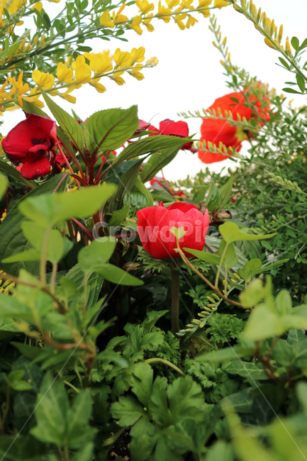 꽃,flowers,봄,식물,계절,정원,꽃밭,컬러풀,클로즈업,자연,꽃잎,가드닝,텃밭,아름다움,뷰티,백그라운드,배경,배경이미지,양귀비,양귀비꽃,빨강,빨간꽃,식물,자연,plants,nature,꽃,flower