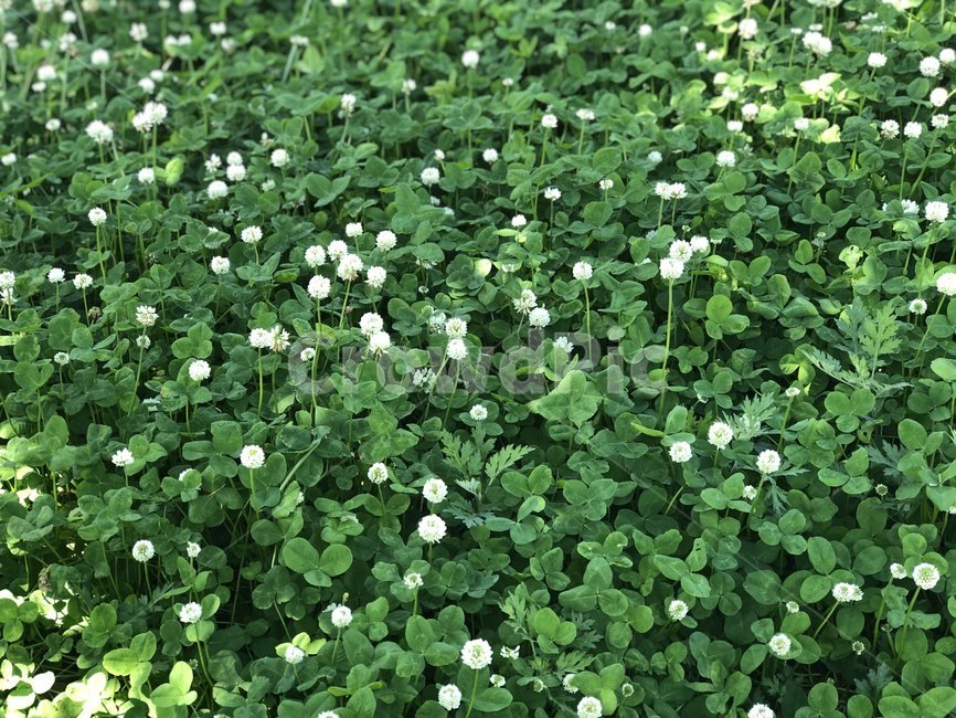 토끼풀,풀,봄식물,초록식물,봄꽃