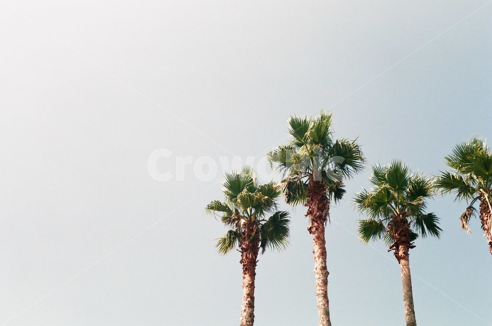 야쟈수,여름,하늘,나무,제주도,자연,풍경,nature,landscape,식물,plants,나무,trees,wood,palm tree,야자수,tree,plant