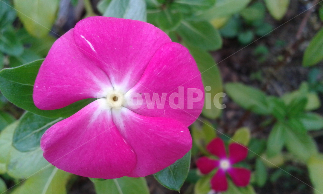 geranium,제라늄,flower,꽃,plant,식물,식물,자연,plants,nature