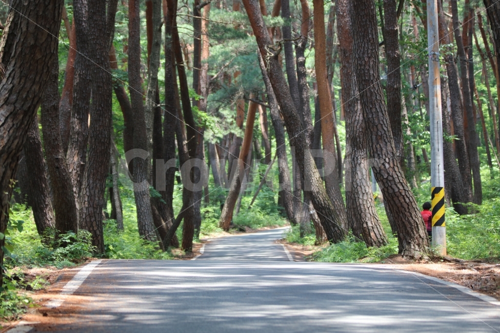 풍경,숲,산길,소나무,숲길,나무,캐논,자연,풍경,nature,landscape,road,도로