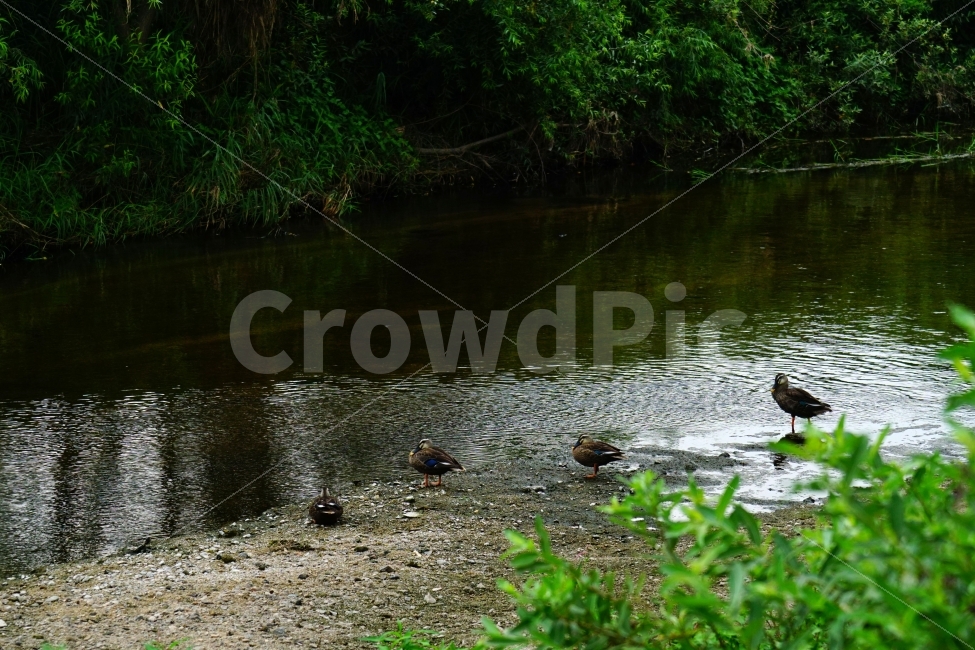 오리,새,조류,동물,bird,animal,duck,자연,nature,풍경,landscape,물,water,강,시냇물,river,여름,summer,물가,습지,수풀,나무,식물,이파리,하천,귀엽다,귀여운,귀염둥이,예쁜,예쁘다,이쁜,이쁘다,감성,감성사진,힐링,힐링사진,cute,pretty,경기도,흐르는물,계곡,한국의자연,한국풍경,동물,animal,조류,새,birds