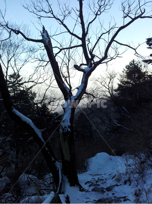 눈,나무,산,겨울,아침