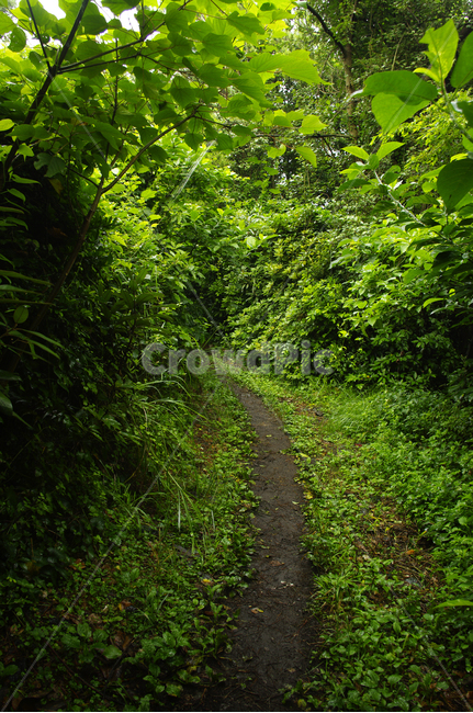 길,숲,나무,식물,초록,자연,풍경,nature,landscape,path,통로,road,도로,gravel,자갈,dirt road,흙길