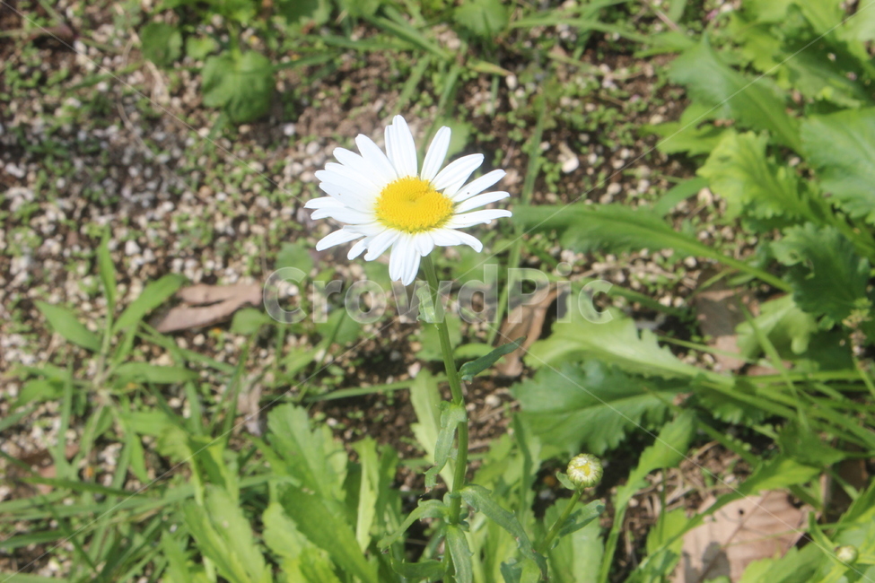 꽃,봄,여름,꽃잎,꽃축제,식물,자연,plants,nature,꽃,flower