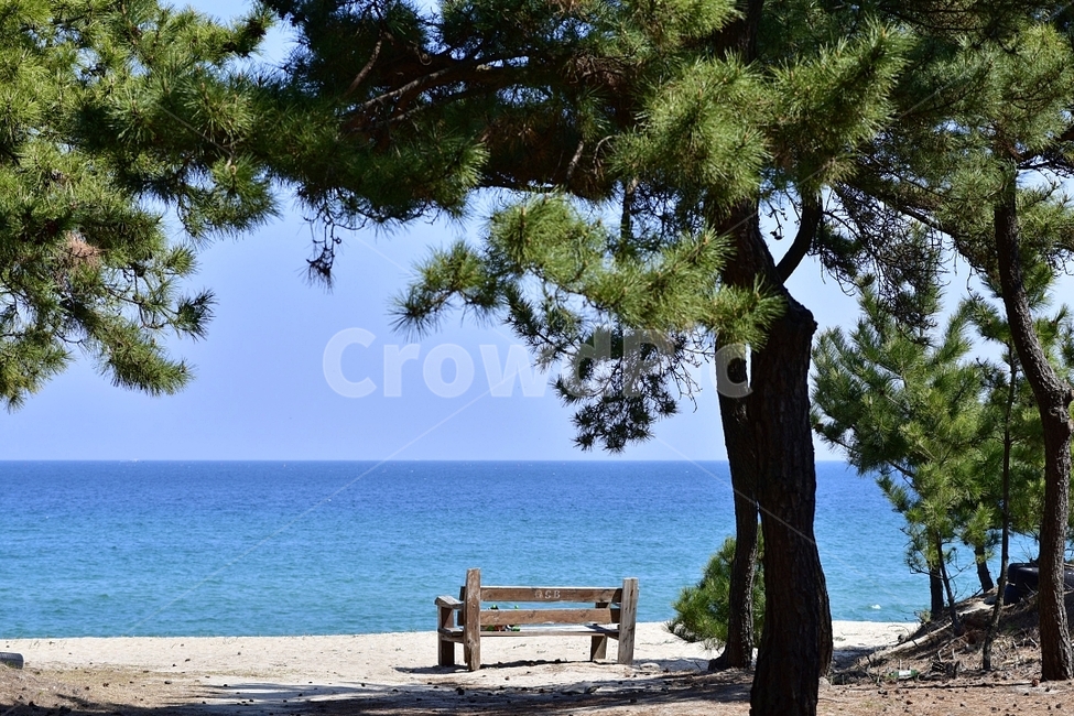 bench,벤치,나무,바다,휴식,자연,풍경,nature,landscape,tree,plant,식물