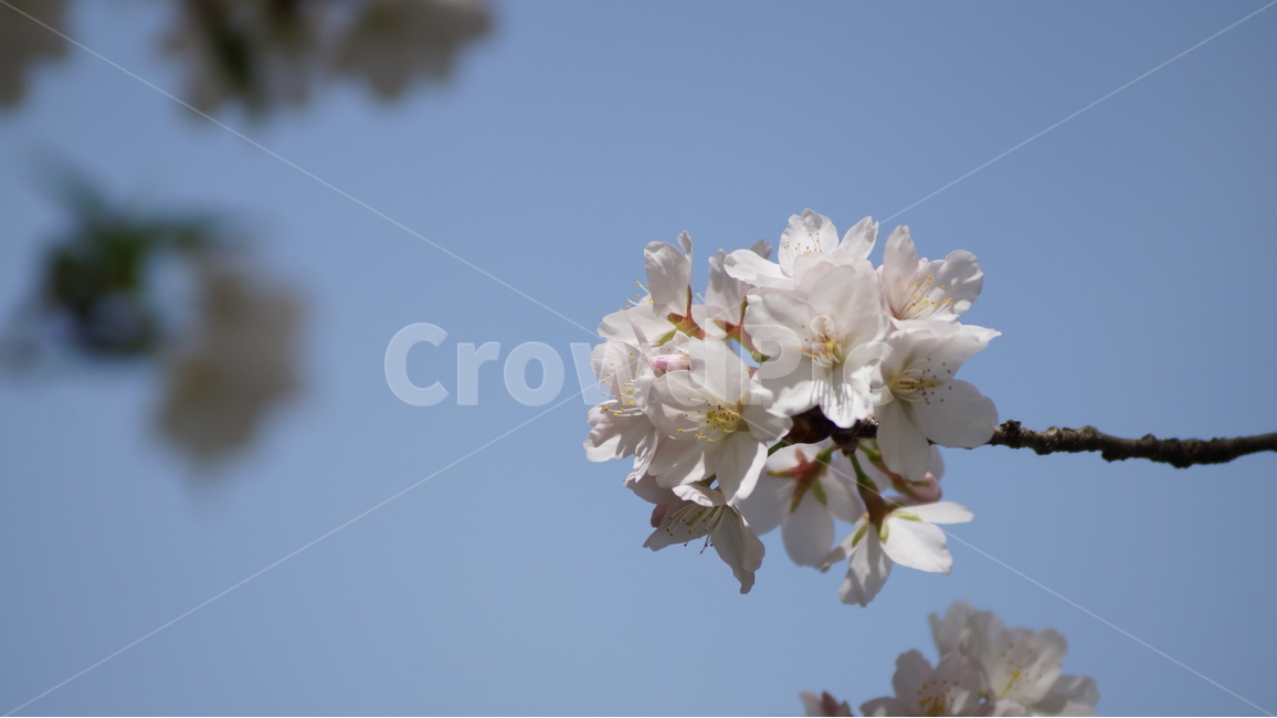 봄꽃,꽃,자연,풍경,봄,벚꽃,꽃축제,봄,계절,spring,season,식물,자연,plants,nature,꽃,flower,plant