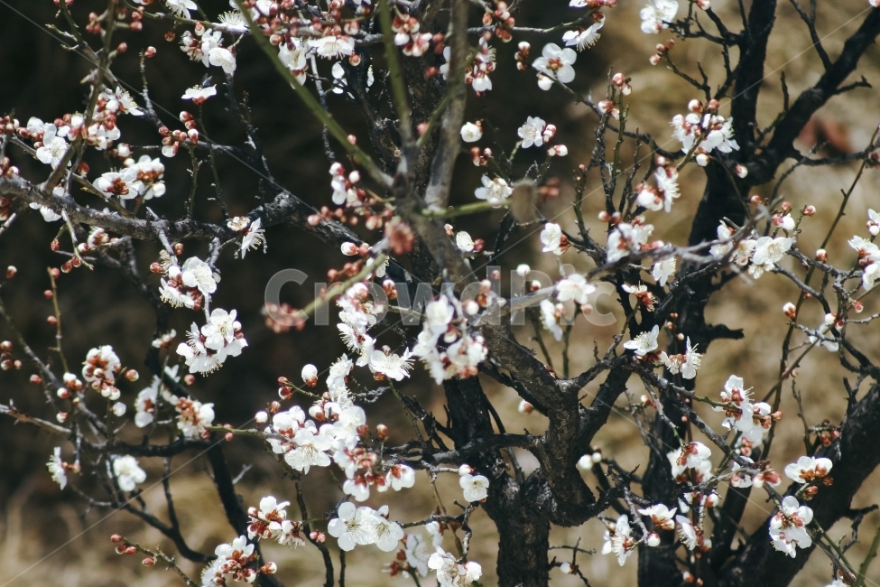 매화,백매화,봄,봄꽃,식물,자연,계절,apricottree,blossom,spring,봄,계절,spring,season,식물,자연,plants,nature,꽃,flower,감성,sensible,feeling,plant