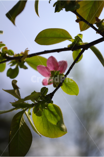복사꽃,꽃,봄,봄날,봄풍경,봄꽃,감성,spring,flower,봄길,산책,봄나들이,식물,봄,계절,spring,season,식물,자연,plants,nature,꽃,flower,plant