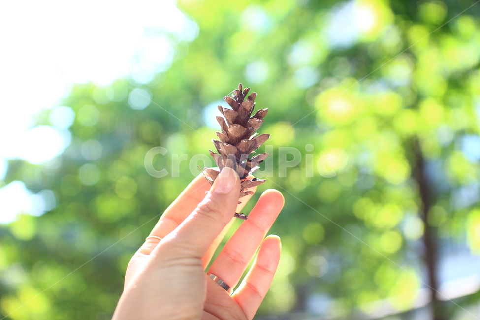 손,보케,청량,나무,솔방울,맑은,밝은,식물,자연,plants,nature,사람,인물,인간,human,person,신체일부,몸,body