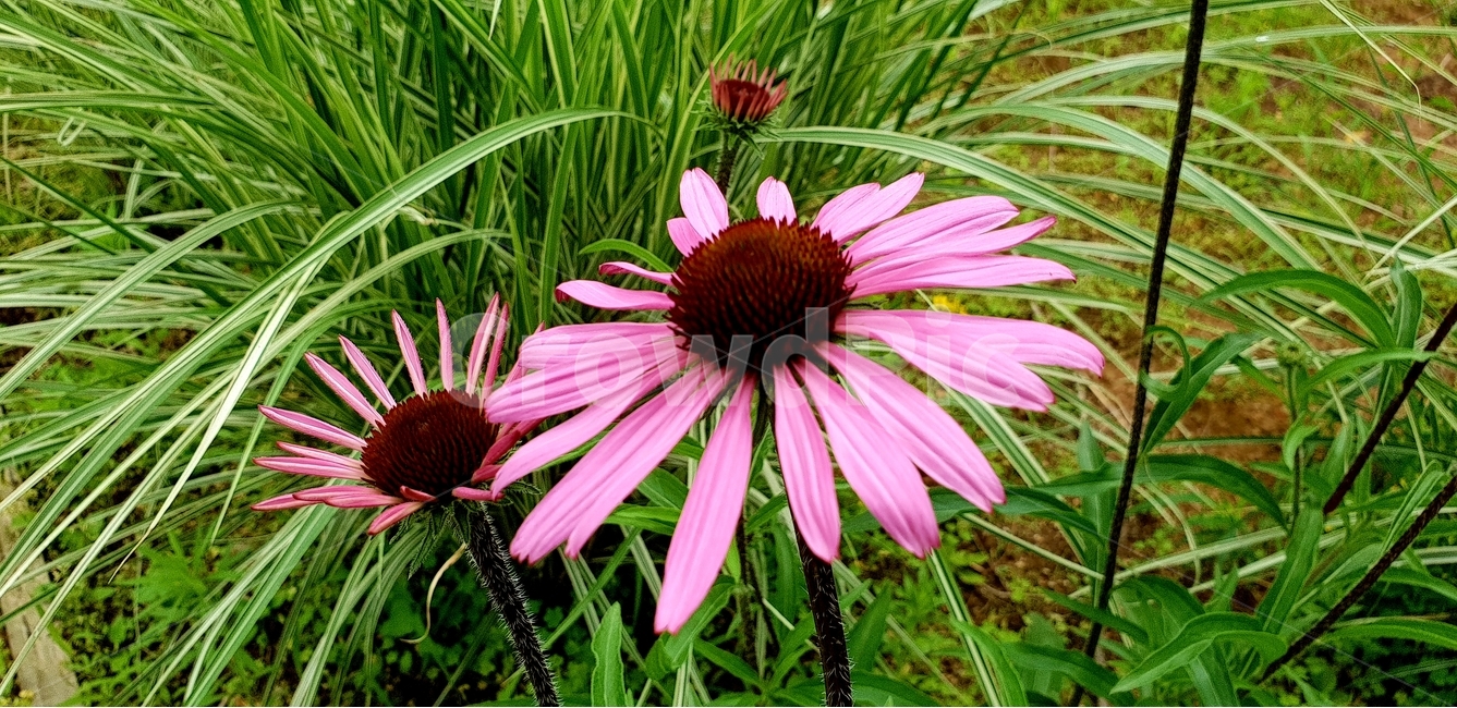 꽃,식물,식물원,봄꽃,보라꽃,식물,자연,plants,nature,꽃,flower