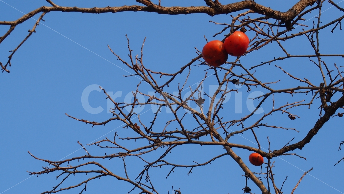 감,까치밥,가을하늘,시골풍경,자연,가을,계절,fall,autumn,season,식물,자연,plants,nature,나무,trees,wood,과일,열매,fruit,plant,persimmon,food,음식