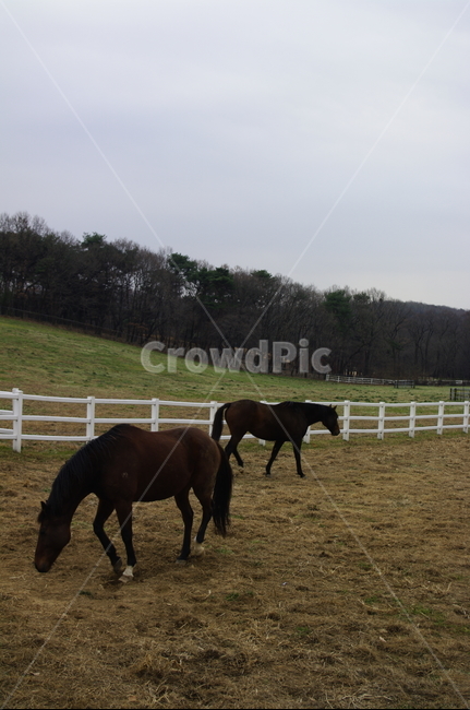 목장,말,말목장,종마,동물,동물,animal,포유류,mammal,산업,industry,industrial,목축업,목장,livestock farming,ranching,pasture