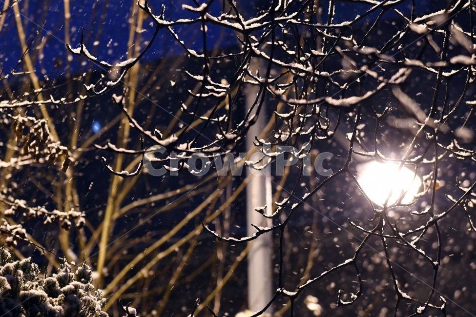눈,함박눈,겨울,백색,화이트,나뭇잎,배경,추위,나무,풍경,가로등,겨울,계절,winter,season,야경,밤,풍경,nightscape,night,landscape,flare,플레어,light,빛