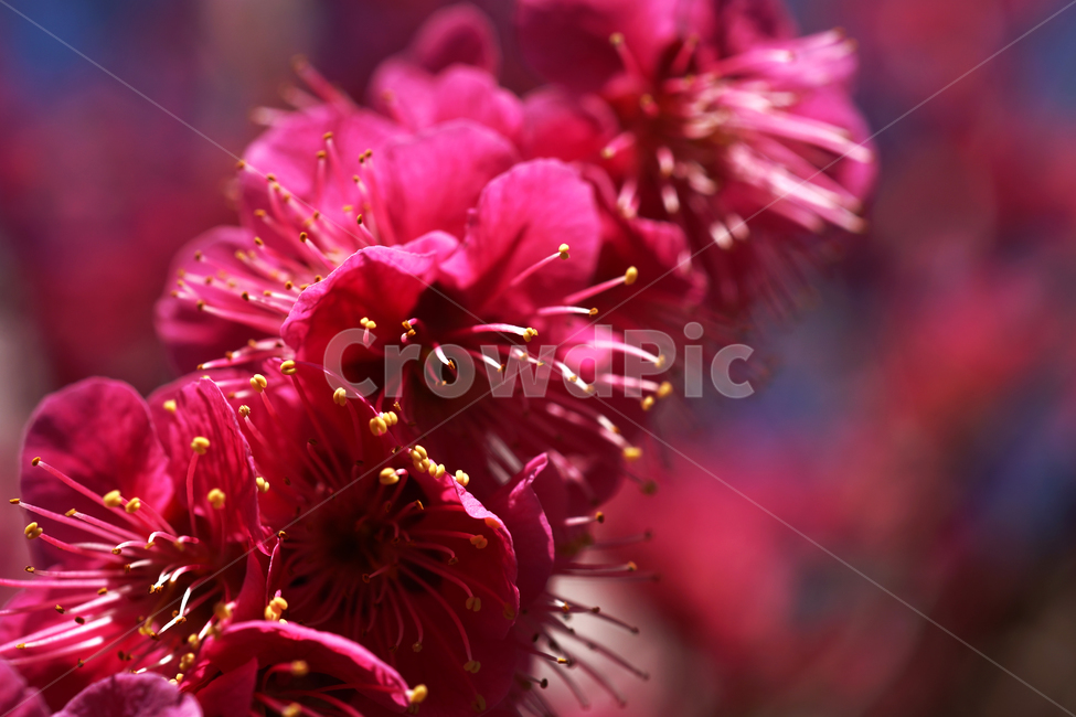 홍매화,매화,홍매,꽃,봄,계절,붉은색매화,식물,자연,plants,nature,꽃,flower